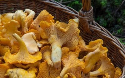 Consells de seguretat per buscar bolets