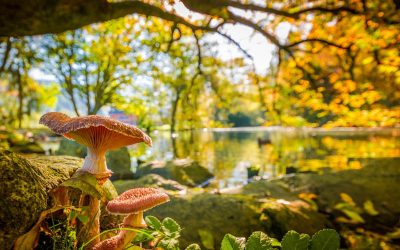 Security tips to look for mushrooms