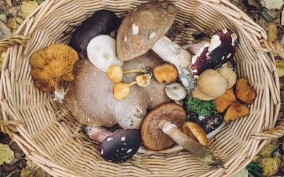 Prepara’t, comença la temporada de bolets al Ripollès!