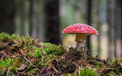 Com saber si un bolet és verinós o no?