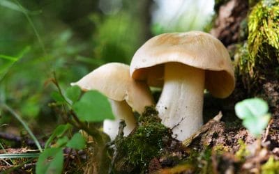 Quin tipus de bolets són verinoses?