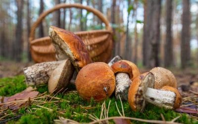 Tot el que has de saber sobre la temporada de bolets