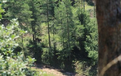 Històries Ripolleses: Masies de la Baga Santjoanina (entorns de Rodonella)